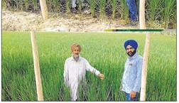 ਬਗੈਰ ਕਿਸੇ ਖਾਦ, ਸਪਰੇਅ ਤੋਂ ਖੇਤੀ ਕਰਕੇ ਚੰਗਾ ਮੁਨਾਫਾ ਲੈ ਰਿਹਾ ਅਮਰਜੀਤ