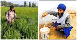 ਫ਼ਸਲਾਂ ਦੀ ਖ਼ਤਰਨਾਕ ਬਿਮਾਰੀਆਂ 'ਤੇ ਖੱਟੀ ਲੱਸੀ ਭਾਰੀ ਪੈਣ ਲੱਗੀ