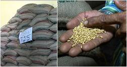 ਖੁਸ਼ਖਬਰੀ: ਹੁਣ ਕਿਸਾਨਾਂ ਨੂੰ ਪੀਲੀ ਕੁੰਗੀ ਤੋਂ ਡਰਨ ਦੀ ਲੋੜ ਨਹੀਂ