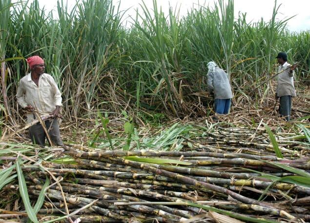 Sugarcane Panding Payment ਖੁਸ਼ਖਬਰੀ: ਗੰਨਾ ਕਿਸਾਨਾਂ ਦੇ ਖਾਤਿਆਂ 'ਚ ਆਵੇਗਾ ਬਕਾਇਆ