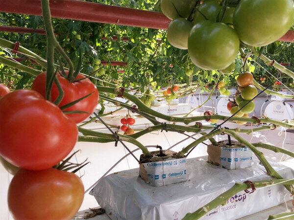  ਫ਼ਿਲਹਾਲ ਫਾਰਮ ਹਾਊਸ ਵਿੱਚ ਸਬਜ਼ੀਆਂ ਦੀ ਪੈਦਾਵਾਰ ਸ਼ੁਰੂ ਕੀਤੀ ਗਈ ਹੈ। 