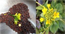 ਅਫਰੀਕਨ ਸਰ੍ਹੋਂ ਦੀ ਕਿਸਮ PC-6 , ਖੇਤੀ ਲਈ ਬੜੀ ਲਾਹੇਵੰਦ