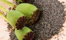 Health News: ਐਵੇਂ ਨਾ ਜਾਣੋ ਖਸਖਸ ਨੂੰ, ਬੜੇ ਫਾਇਦਮੰਦ ਹੈ ਇਹ