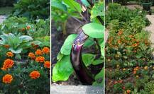 ਬਾਗਾਂ ਵਿੱਚ ਅੰਤਰ ਫਸਲਾਂ ਨਾਲ ਕਮਾਉ ਮੁਨਾਫਾ, ਜਾਣੋ ਤਰੀਕਾ