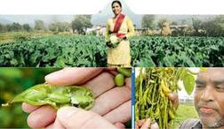 ਫ਼ਸਲੀ ਚੱਕਰ ਦੇ ਨਾਲ-ਨਾਲ ਇੰਨਾ ਫਸਲਾਂ ਦੀ ਕਾਸ਼ਤ ਨਾਲ ਵਧੇਰੇ ਮੁਨਾਫਾ