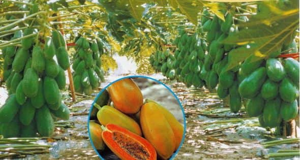 Papaya Farming In Punjab ਪੰਜਾਬ 'ਚ ਪਪੀਤੇ ਦੀ ਉੱਨਤ ਖੇਤੀ ਕਿਵੇਂ ਕਰੀਏ, ਜਾਣੋ