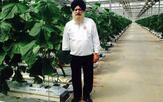 How Singh Became Cucumber King In Canada 22.5 ਕਰੋੜ ਰੁਪਏ ਕਮਾ ਰਿਹਾ ਖੀਰਿਆਂ ਦੀ ਖੇਤੀ ਦਾ ਕਿੰਗ