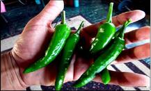 ਵਧੇਰੀ ਆਮਦਨ ਲਈ ਇਸ ਤਰਾਂ ਕਰੋ ਮਿਰਚਾਂ ਦੀ ਉੱਨਤ ਖੇਤੀ