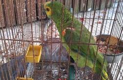 ਆਸ਼ਕ ਤਬੀਅਤ ਨਾ ਪਾਲਣ ਘਰ 'ਚ ਤੋਤਾ!