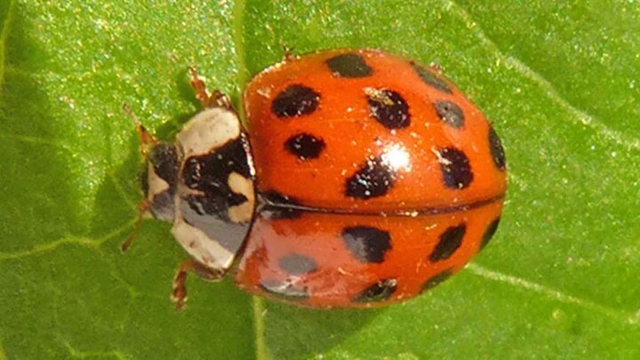 Lady Beetle Bebefits ਖੇਤੀ ਦੀਆਂ ਕਈ  ਬਿਮਾਰੀਆ ਦਾ ਇਲਾਜ ਹੈ ਇਹ ਕੀੜਾ..ਜਾਣੋਗੇ ਤਾਂ ਹੋਵੇਗੇ ਹੈਰਾਨ