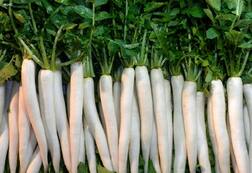 White Radish Benefits: 15 ਬਿਮਾਰੀ ਦੇ ਇਲਾਜ ਲਈ ਬੜੀ ਗੁਣਕਾਰੀ ਚਿੱਟੀ ਮੂਲੀ..