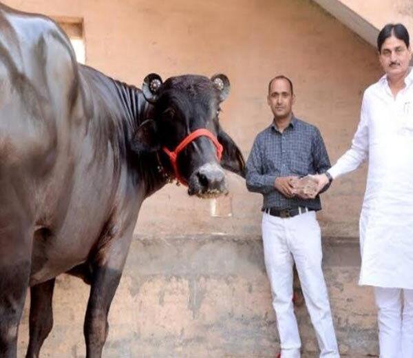 ਮੱਝ ਦੀ ਕੀਮਤ 27 ਲੱਖ ਰੁਪਏ ਲੱਗੀ ਹੈ। ਸੁਪਨਾ ਨਾਮ ਦੀ ਇਹ ਮੱਝ ਮੂਰਾ ਨਸਲ ਦੀ ਹੈ। ਇਸ ਕਰ ਕੇ ਬਿਹਾਰ ਦੇ ਕਾਰੋਬਾਰੀ ਅਮਰੇਂਦਰ ਨੇ ਇਸ ਨੂੰ 27 ਲੱਖ ਰੁਪਏ ਵਿੱਚ ਖ਼ਰੀਦਿਆ ਹੈ।