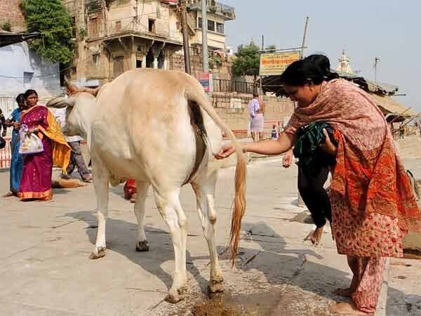 ਗਾਂ ਮੂਤਰ ਲੈਣ ਦਾ ਇੱਕ ਤਰੀਕਾ ਇਹ ਵੀ। 