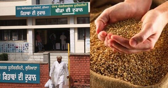 Wheat Seeds ਕਣਕ ਦੇ ਉੱਨਤ ਕਿਸਮਾਂ ਦੇ ਬੀਜ ਪੀਏਯੂ ਦੇ ਕੇਂਦਰਾਂ  ਤੋਂ ਮਿਲਣਗੇ