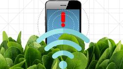 ਪੰਜਾਬੀ ਪਾਲਕ ਤੋਂ  ਬਣਾਉਂਦੇ ਸਾਗ ਪਰ ਅਮਰੀਕਾ ਪਾਲਕ ਨਾਲ ਲੱਭਦਾ ਬੰਬ !