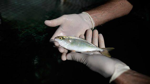 Fish Farming ਝੀਂਗਾ ਮੱਛੀ ਲਈ ਖੋਜ ਤੇ ਵਿਕਾਸ ਕੇਂਦਰ ਬਣੇਗਾ
