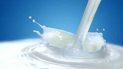 Farmer's Success Story: 800 ਕਿਲੋ ਦੁੱਧ ਦੇ ਰੋਜ਼ਾਨਾ ਉਤਪਾਦਨ ਨਾਲ ਰਾਜਵੀਰ ਕਮਾ ਰਿਹਾ ਲੱਖਾਂ