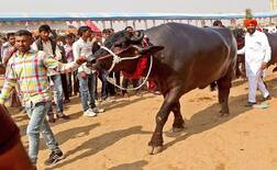 84 ਮਰਸਡੀਜ਼ ਦੇ ਬਰਾਬਰ ਹੈ 'ਸੁਲਤਾਨ' ਦੀ ਕੀਮਤ