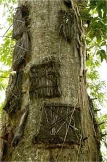 ਇੱਥੇ ਮਰਨ ਤੋਂ ਬਾਅਦ ਬੱਚਿਆਂ ਨੂੰ ਮਿੱਟੀ \'ਚ ਨਹੀਂ ਸਗੋਂ ਦਰਖ਼ਤਾਂ \'ਚ ਦਫਨਾਇਆ ਜਾਂਦਾ..