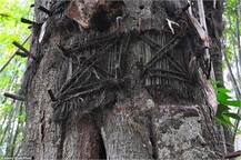 ਇੱਥੇ ਮਰਨ ਤੋਂ ਬਾਅਦ ਬੱਚਿਆਂ ਨੂੰ ਮਿੱਟੀ \'ਚ ਨਹੀਂ ਸਗੋਂ ਦਰਖ਼ਤਾਂ \'ਚ ਦਫਨਾਇਆ ਜਾਂਦਾ..