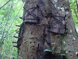 ਭਾਵੇਂ ਇਹ ਸੁਣਨ 'ਚ ਹੈਰਾਨ ਕਰਨ ਵਾਲੀ ਗੱਲ ਲੱਗਦੀ ਹੈ ਕਿ ਲੋਕ ਅਜਿਹਾ ਕਿਵੇਂ ਕਰ ਸਕਦੇ ਹਨ ਪਰ ਇਹ ਸੱਚ ਹੈ। ਲੋਕਾਂ ਦਾ ਮੰਨਣਾ ਹੈ ਕਿ ਇਸ ਰਿਵਾਜ ਨੂੰ ਕਰਨ ਨਾਲ ਬੱਚੇ ਮਰਨ ਮਗਰੋਂ ਕੁਦਰਤ ਦੀ ਗੋਦ 'ਚ ਚਲੇ ਜਾਂਦੇ ਹਨ। ਬੱਚਿਆਂ ਦੀਆਂ ਲਾਸ਼ਾਂ ਨੂੰ ਦਫਨਾਉਣ ਲਈ ਲੋਕ ਦਰਖੱਤਾਂ ਦੇ ਤਣਿਆਂ 'ਚ ਗੱਡ ਦਿੰਦੇ ਹਨ। 