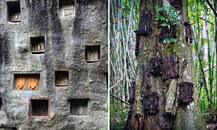 ਇੱਥੇ ਮਰਨ ਤੋਂ ਬਾਅਦ ਬੱਚਿਆਂ ਨੂੰ ਮਿੱਟੀ \'ਚ ਨਹੀਂ ਸਗੋਂ ਦਰਖ਼ਤਾਂ \'ਚ ਦਫਨਾਇਆ ਜਾਂਦਾ..