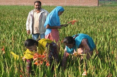 Progressive Farmer Gurpreet Shergill ਕਣਕ -ਝੋਨੇ ਦੀ ਖੇਤੀ ਛੱਡ ਵਿਦੇਸ਼ ਚ ਖੱਟਣ ਲੱਗ ਵਾਹ-ਵਾਹ, ਕਰਨ ਲੱਗ ਚੋਖੀ ਕਮਾਈ