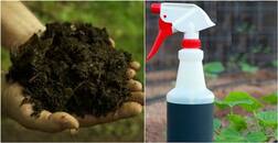 ਫ਼ਸਲ ਨੂੰ ਲੱਗਣ ਵਾਲੇ ਕੀੜੇ ਮਕੌੜਿਆਂ ਤੋਂ ਬਚਾਅ ਦੇ ਦੇਸੀ ਉਪਾਅ