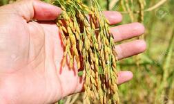 ਝੋਨਾ ਹੇਵੇਗੀ ਭਵਿੱਖ ਦੀ ਫ਼ਸਲ