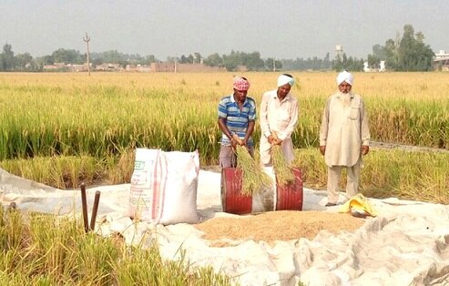 Paddy Seeds ਨਕਲੀ ਬੀਜ਼ਾਂ ਤੋਂ ਤੰਗ ਕਿਸਾਨ ਖੁਦ ਬਣਾਉਣ ਲੱਗੇ ਬੀਜ