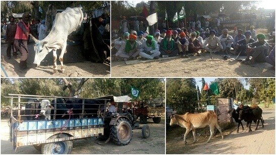 Awara Pashu ਸਰਕਾਰ ਨੇ ਗਊ ਸੈੱਸ ਤਾਂ ਲਾਇਆ ਪਰ ਪਰਨਾਲਾ ਉਥੇ ਦਾ ਉਥੇ..