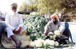 ਮੰਗ ਤੇ ਸਪਲਾਈ ਨੇ ਗੋਭੀ ਦੇ ਕਿਸਾਨਾਂ ਨੂੰ ਡੋਬਿਆ...
