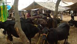 ਨੋਟਬੰਦੀ: ਪਸ਼ੂਆਂ ਦੀ ਕੀਮਤਾਂ 50 ਫ਼ੀਸਦੀ  ਘਟੀਆ, ਵਪਾਰ ਚ 80 ਫ਼ੀਸਦੀ ਆਈ ਕਮੀ