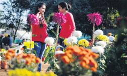 ਪੀਏਯੂ ਵਿੱਚ ਗੁਲਦਾਉਦੀ ਸ਼ੋਅ 8 ਦਸੰਬਰ ਤੋਂ