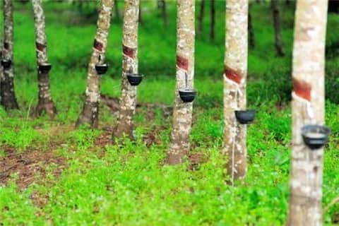 Rubber Tree Furniture: ਰਬੜ ਦੇ ਰੁੱਖ ਦੀ ਲੱਕੜੀ ਨਾਲ ਖੂਬਸੂਰਤ ਫਰਨੀਚਰ Rubber Tree Furniture: ਰਬੜ ਦੇ ਰੁੱਖ ਦੀ ਲੱਕੜੀ ਨਾਲ ਖੂਬਸੂਰਤ ਫਰਨੀਚਰ