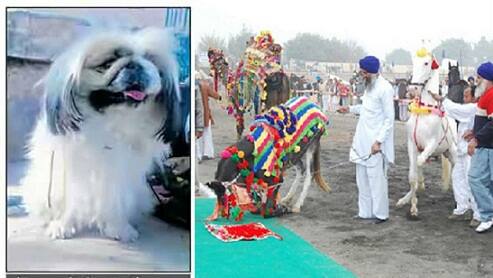 National Livestock Championship 40 ਲੱਖ ਦਾ ਕੁੱਤਾ ਬਣਿਆ ਮੇਲੇ ਦੀ ਰੌਣਕ..