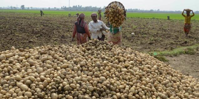 Potato Farmer ਪੁਰਾਣਾ ਵਿਕਿਆ ਨਹੀਂ ਤੇ ਨਵੇਂ ਦੀ ਪੁੱਛ ਨਹੀਂ