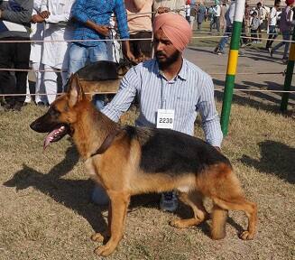  ਪਹਿਲੇ ਦਿਨ ਡਾਗ ਸ਼ੋਅ ਹੋਇਆ ਜਿਸ ਵਿੱਚ ਵੱਖ-ਵੱਖ ਨਸਲਾਂ ਦੇ ਕੁੱਤੇ ਲੋਕਾਂ ਦੀ ਖਿੱਚ ਦੇ ਕੇਂਦਰ ਬਣੇ।