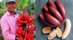 ਗੁਣਾ ਦਾ ਭੰਡਾਰ ਲਾਲ ਕੇਲਾ, ਫਾਇਦੇ ਜਾਣਕੇ ਹੋ ਜਾਵੋਗੇ ਹੈਰਾਨ