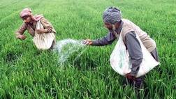 ਇਸ ਸਾਲ ਕਣਕ ਦੀ ਫਸਲ ਨੂੰ ਖਤਰਾ, ਖੇਤੀ ਵਿਗਿਆਨੀਆਂ ਨੇ ਕੀਤਾ ਖੁਲਾਸਾ