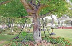 Tree in Chains: 118 ਸਾਲ ਤੋਂ ਗ੍ਰਿਫਤਾਰ ਹੈ ਇਹ ਦਰੱਖਤ, ਪੜ੍ਹੋ ਹੈਰਾਨ ਕਰ ਦੇਣ ਵਾਲੀ ਵਜ੍ਹਾ