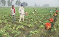 ਨੋਟਬੰਦੀ ਨਾਲ ਮਟਰ ਕਿਸਾਨਾਂ ਦੀ ਆਰਥਿਕਤਾ ਡੋਬੀ