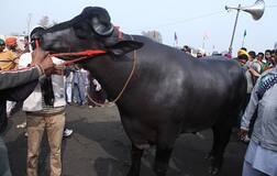 ਚੋਣਾਂ ਤੋਂ ਪਹਿਲਾਂ ਪਸ਼ੂ ਮੇਲੇ ਕਰਾਉਣ ਦੇ ਫੈਸਲੇ 'ਤੇ ਉੱਠਣ ਲੱਗੀਆਂ ਉਂਗਲਾਂ !