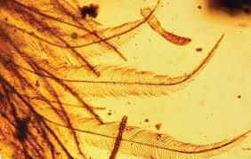 ਕੈਨੇਡਾ ਦੇ ਰਾਇਲ ਅਜਾਇਬ ਘਰ ਦੇ ਰੇਆਨ ਮੈਕਵੇਲਰ ਨੇ ਕਿਹਾ, ਨਵੀਂ ਖੋਜ ਇਕ ਪੂਛ ਦੀ ਹੋਈ ਹੈ ਜਿਹੜੀ ਅੱਠ ਬਰਟੀਬਰਾ ਵਾਲੇ ਕਿਸੇ ਛੋਟੀ ਉਮਰ ਦੇ ਜਾਨਵਰ ਦੀ ਹੈ। ਇਹ ਲੰਬੀ, ਲਚੀਲੀ ਤੇ ਇਸਦੇ ਦੋਵੇਂ ਖੰਭ ਹਨ।