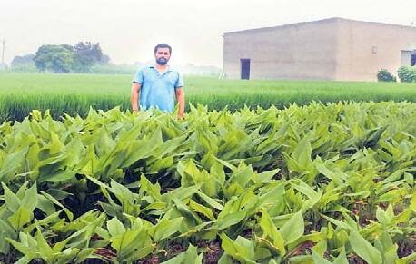 ਬਿਨਾਂ ਖਾਦਾਂ ਤੇ ਸਪਰੇਆਂ ਤੋਂ ਤਿਆਰ ਹੋਏ ਉਤਪਾਦਾਂ ਦੀ ਬਾਜ਼ਾਰ ਵਿੱਚ ਭਾਰੀ ਮੰਗ ਹੈ। ਇਹ ਨੌਜਵਾਨ ਆਪਣੇ ਉਤਪਾਦਾਂ ਨੂੰ ਗਾਹਕਾਂ ਨੂੰ ਵੇਚਣ ਦੇ ਨਾਲ ਨਾਲ ਕੋ-ਅਪਰੇਟਿਵ ਸੁਸਾਇਟੀਆਂ ’ਚ ਵੀ ਸਪਲਾਈ ਕਰਦੇ ਹਨ। ਇਹ ਨੌਜਵਾਨ ਪੰਜਾਬ ਤੋਂ ਇਲਾਵਾ ਕੌਮੀ ਤੇ ਕੌਮਾਂਤਰੀ ਕਿਸਾਨ ਮੇਲਿਆਂ ’ਚ ਹਿੱਸਾ ਲੈ ਕੇ ਆਪਣੇ ਉਤਪਾਦਾਂ ਦੀ ਪ੍ਰਦਰਸ਼ਨੀ ਕਰਦੇ ਹਨ।