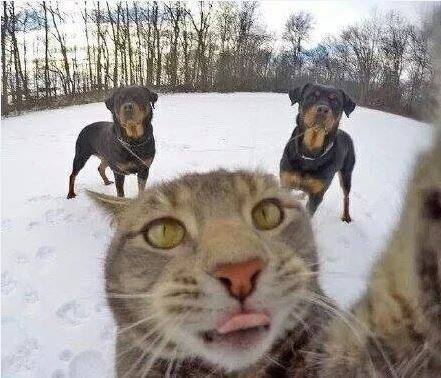 selfie ਦੀ ਸ਼ੌਕੀਨ ਬਿੱਲੀ selfie ਦੀ ਸ਼ੌਕੀਨ ਬਿੱਲੀ