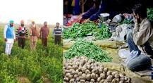 ਨੋਟਬੰਦੀ ਨਾਲ ਰੋਜ਼ਾਨਾ ਡਿੱਗ ਰਹੇ ਨੇ ਸਬਜੀਆਂ ਦੇ ਭਾਅ