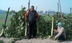 ਲੱਭਿਆ ਅਜਿਹਾ ਬੀਜ ਕਿ 5 ਫੁੱਟ ਲੰਬੀ ਤੇ 10 ਕਿੱਲੋ ਵਜ਼ਨੀ ਹਰ ਅੱਲ