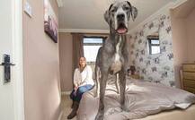 ਭੁੰਨਿਆ ਮੁਰਗਾ ਤੇ ਮੱਖਣ ਖਾਕੇ ਫਰੈਡੀ ਬਣਿਆ ਸਾਢੇ 7 ਫੁੱਟਾ ਦਾ