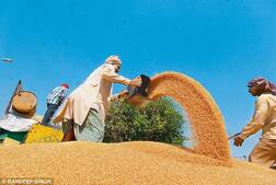 ਅਨਾਜ ਉਤਪਾਦਨ ਤਾਂ ਚੰਗਾ ਪਰ ਕਿਸਾਨਾਂ ਹਾਲ ਫਿਰ ਵੀ ਮੰਦਾ..